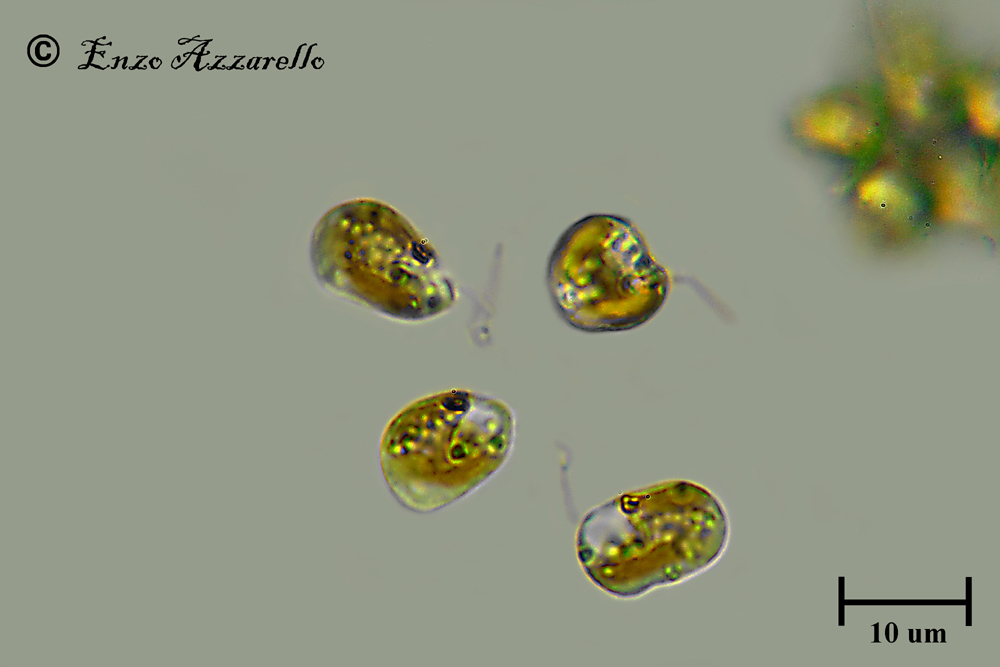 Dinobryon fuggiti via dai loro calici? 1000X