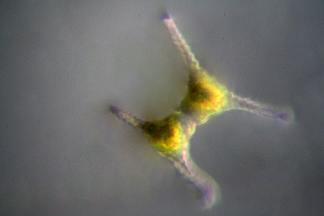 Aiuto identificazione microrganismi