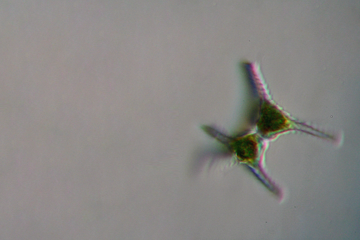 Aiuto identificazione microrganismi