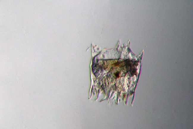 Aiuto identificazione microrganismi