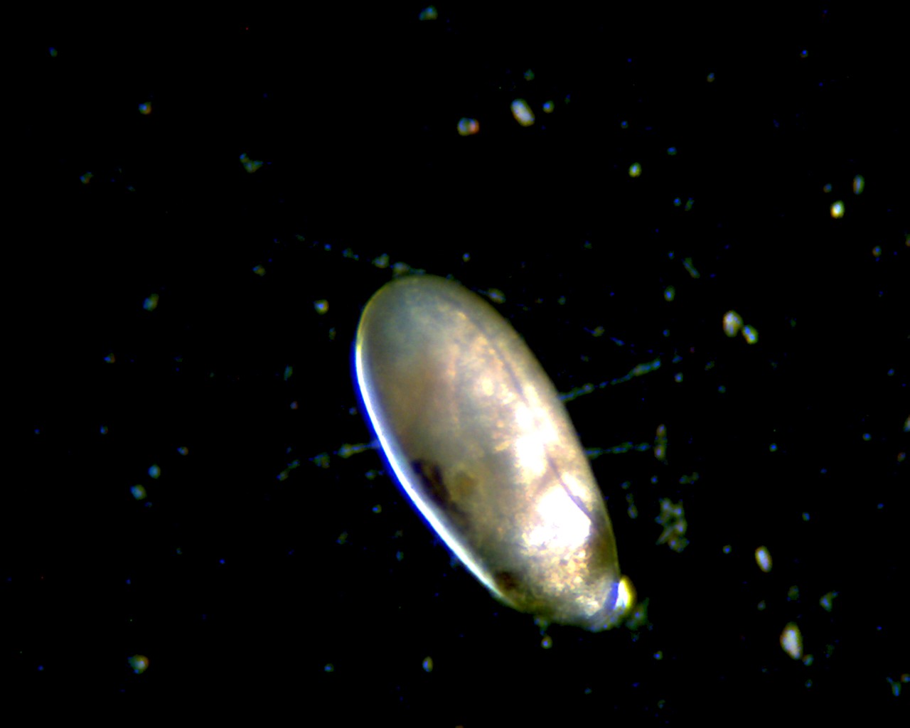 Ostracode