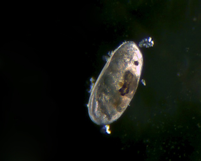 Ostracode