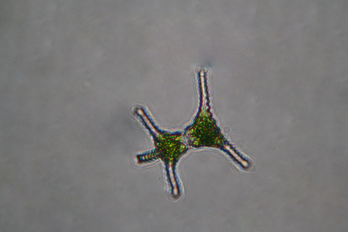 Aiuto identificazione microrganismi