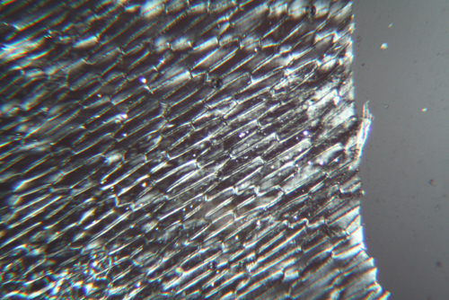 Epidermide di cipolla in luce polarizzata