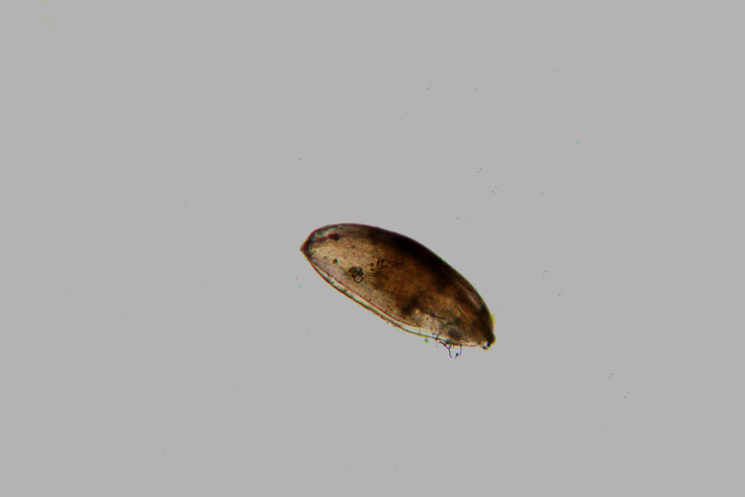 Ostracode
