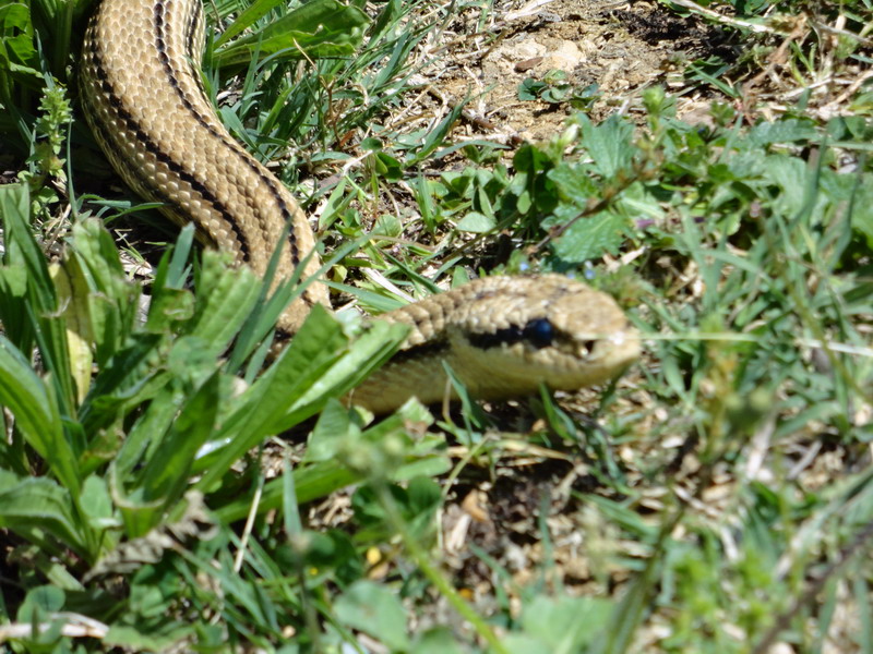 l''ho cercato e l''ho trovato,,, ecco un bel cervone toscano