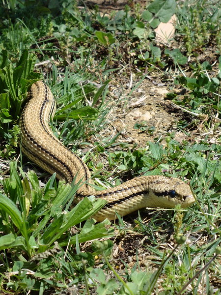 l''ho cercato e l''ho trovato,,, ecco un bel cervone toscano