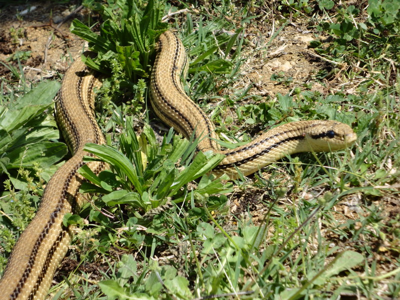 l''ho cercato e l''ho trovato,,, ecco un bel cervone toscano