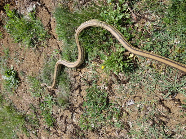 l''ho cercato e l''ho trovato,,, ecco un bel cervone toscano
