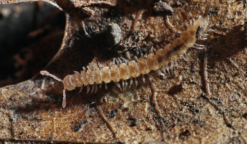 miriapode da identificare