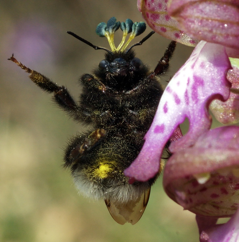 Tecnica di impollinazione Barlia robertiana tramite Bombus