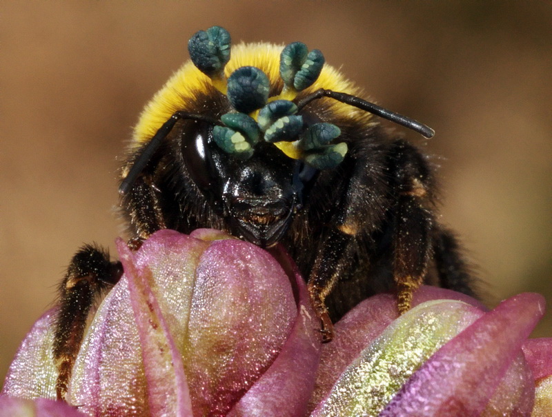 Tecnica di impollinazione Barlia robertiana tramite Bombus