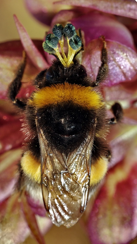 Tecnica di impollinazione Barlia robertiana tramite Bombus