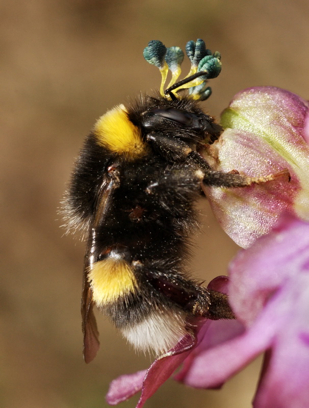 Tecnica di impollinazione Barlia robertiana tramite Bombus