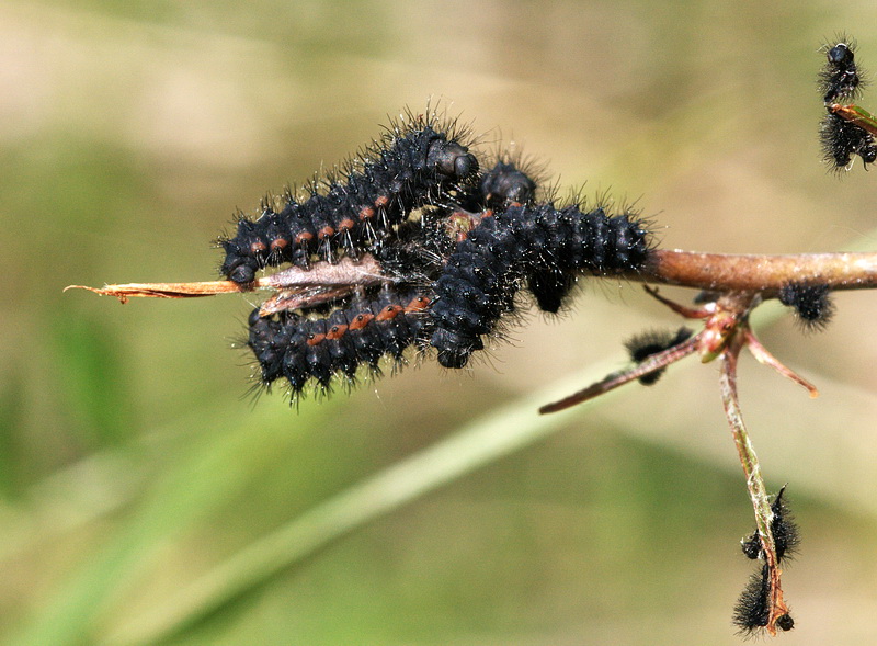 bruchi da identificare