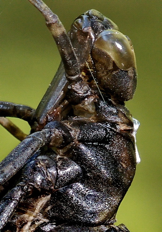 exuvia di Aeshna cyanea