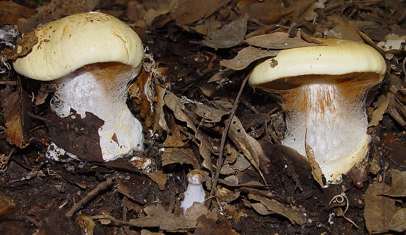 cortinario ligure 14