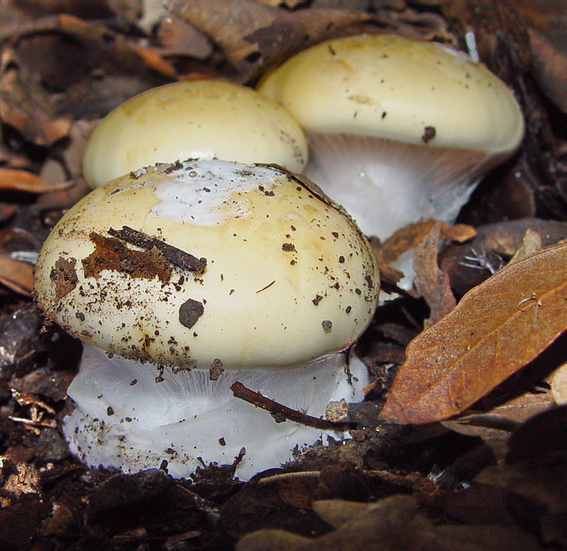 cortinario ligure 14