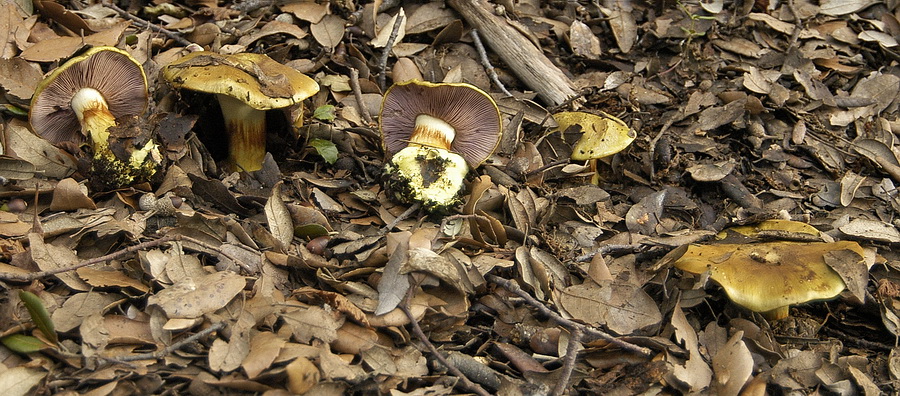 cortinario ligure 19