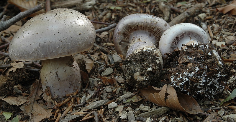 cortinario ligure 21