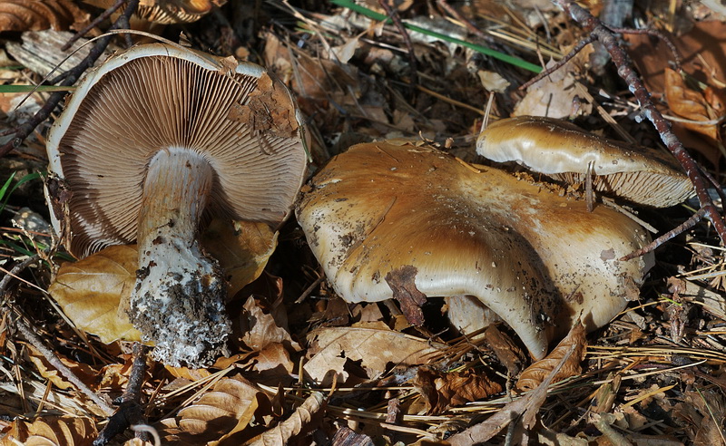 cortinario ligure 7