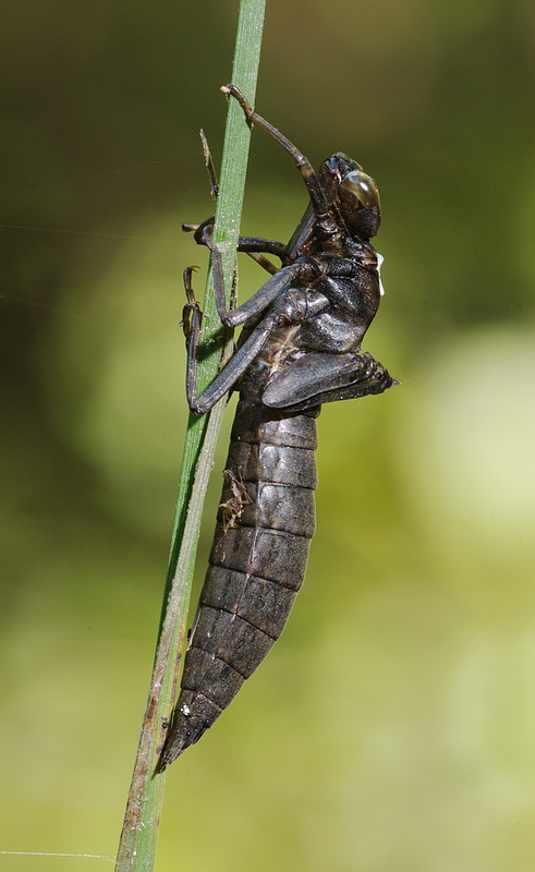 exuvia di Aeshna cyanea