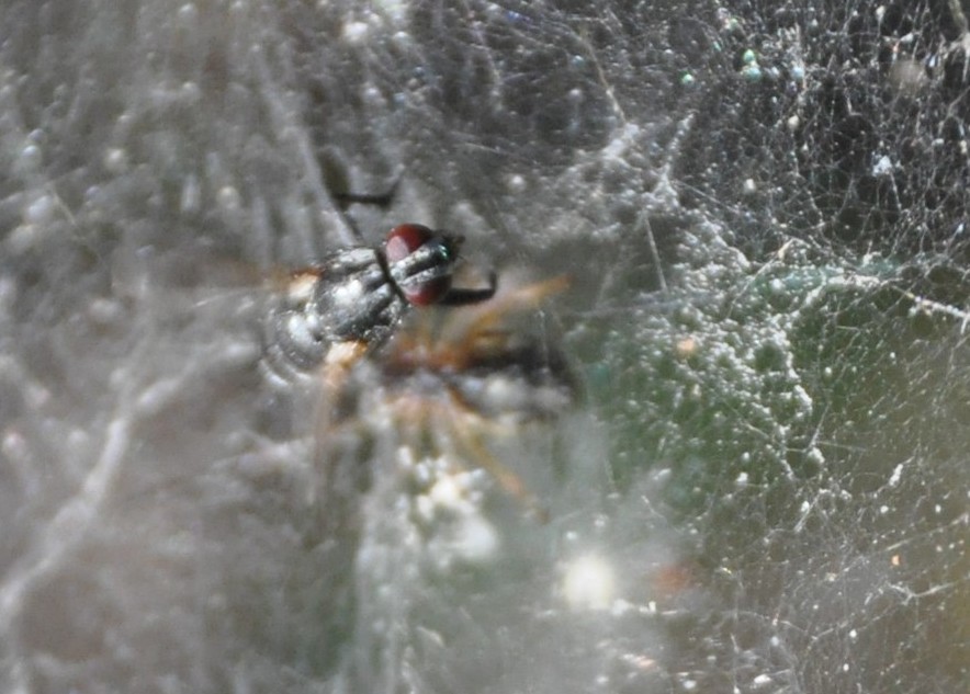 Linyphiidae cf. Neriene sp.