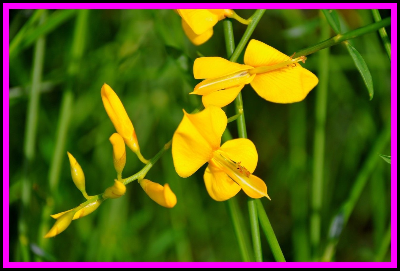in campagna :Spartium junceum e Polygala myrtifolia