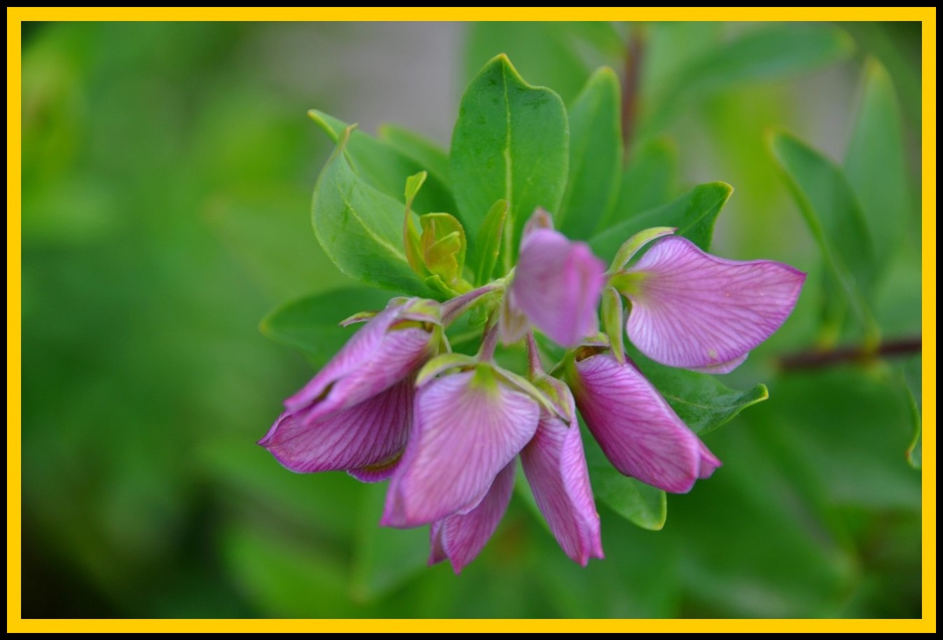 in campagna :Spartium junceum e Polygala myrtifolia