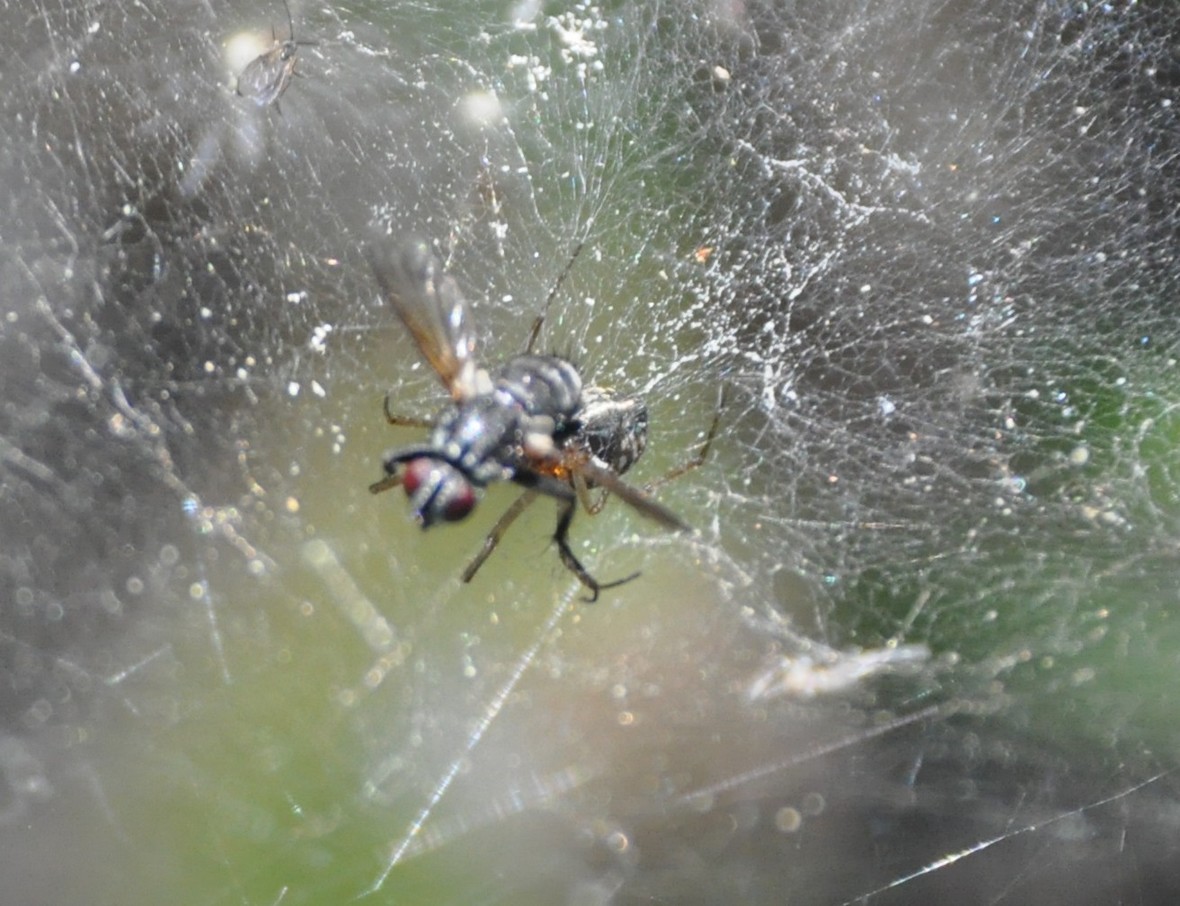 Linyphiidae cf. Neriene sp.