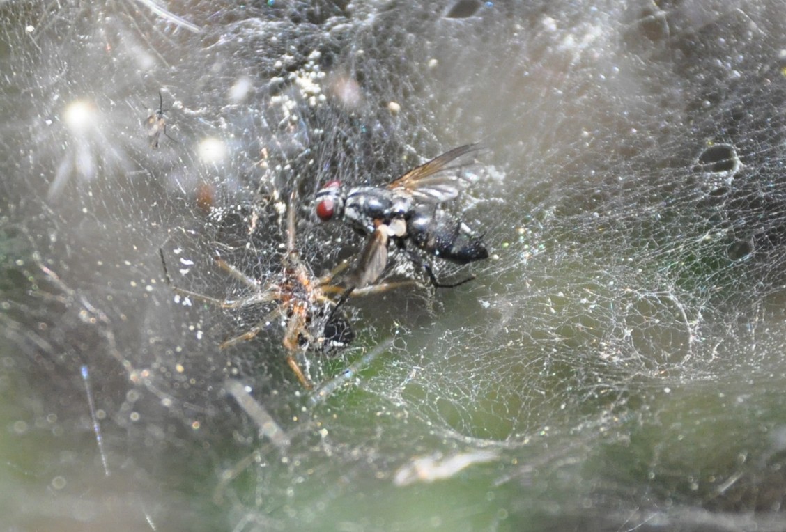 Linyphiidae cf. Neriene sp.