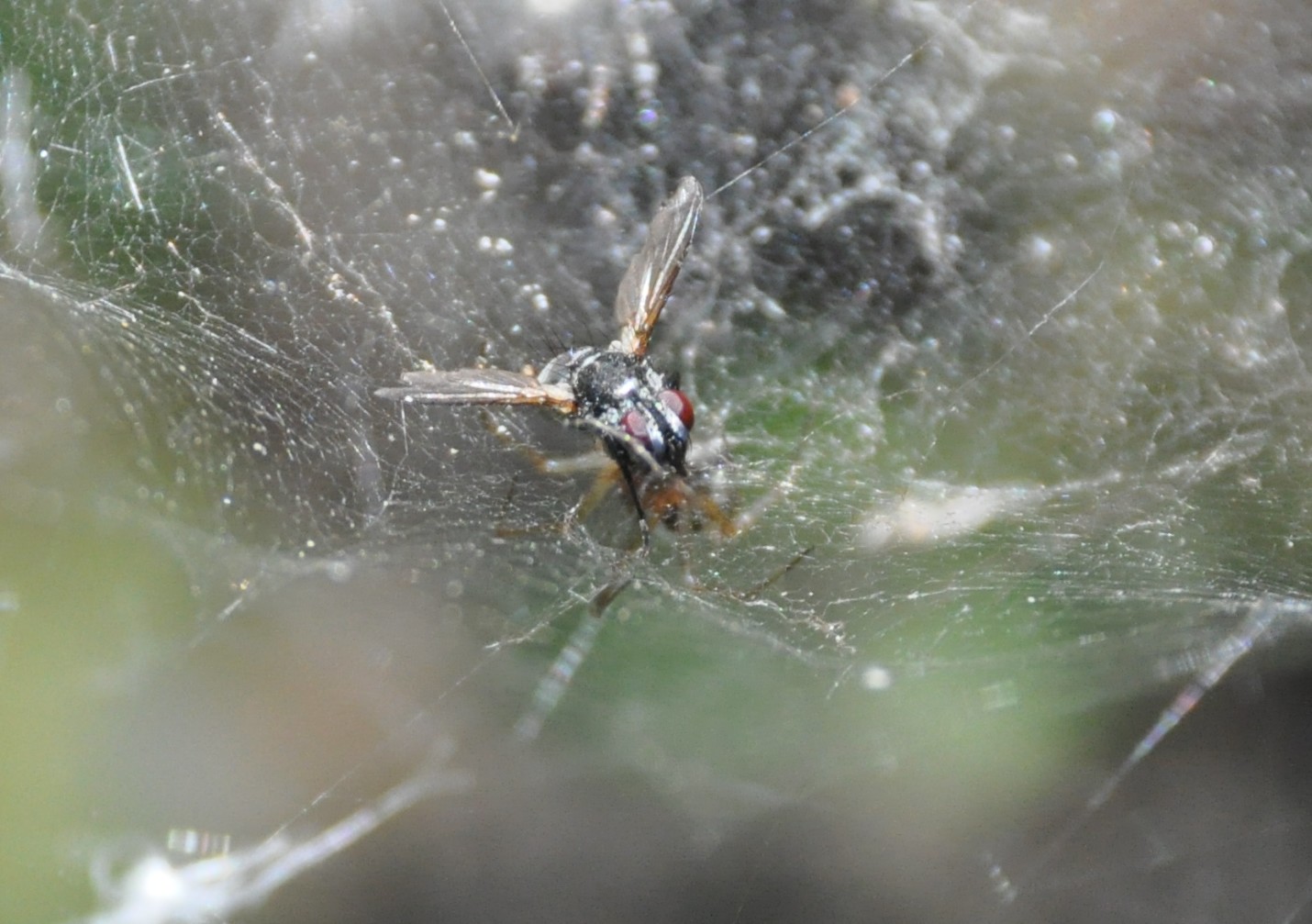Linyphiidae cf. Neriene sp.