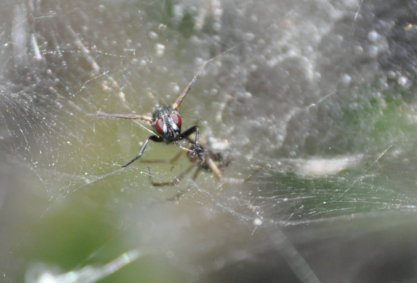 Linyphiidae cf. Neriene sp.