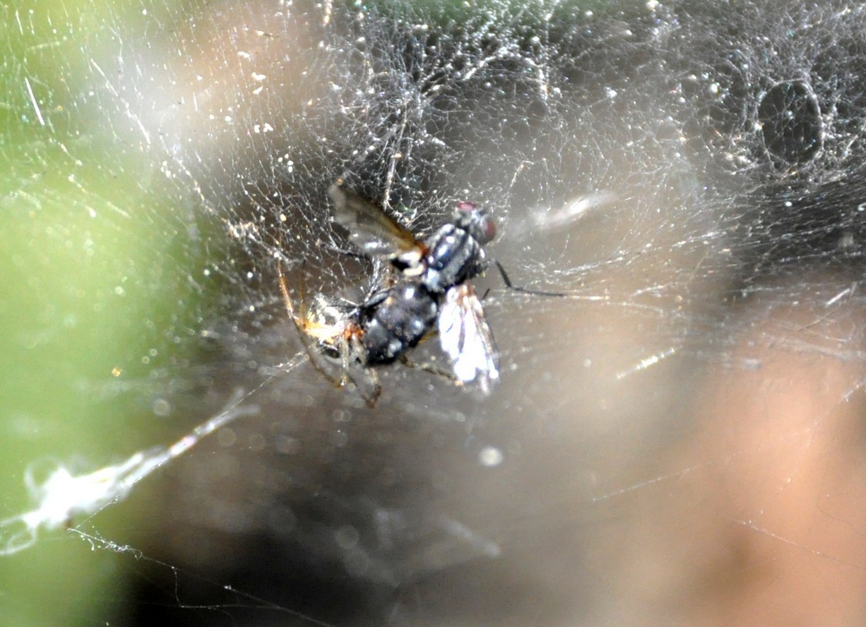 Linyphiidae cf. Neriene sp.