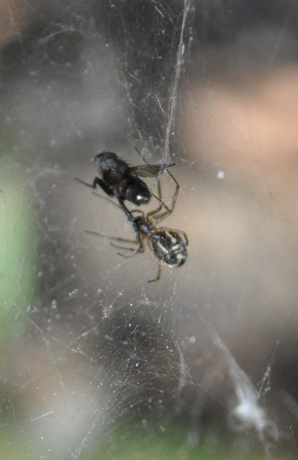 Linyphiidae cf. Neriene sp.