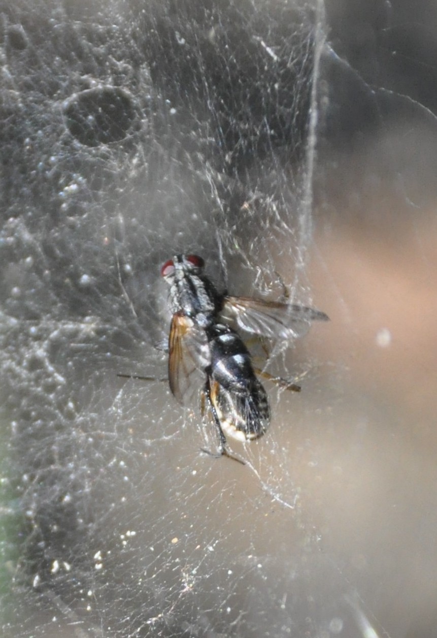 Linyphiidae cf. Neriene sp.