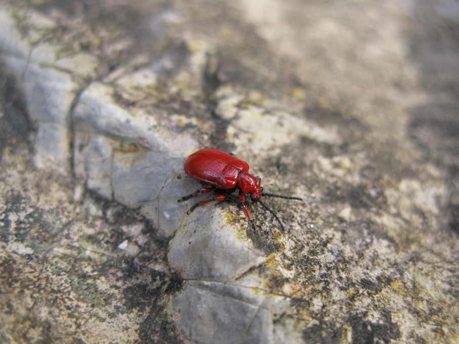 Lilioceris merdigera