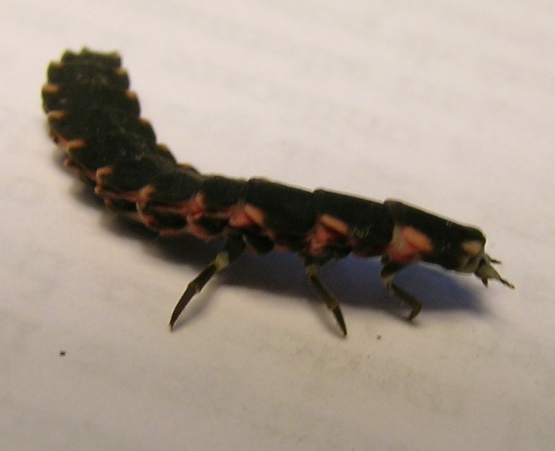 larva di Caetoniidae e di Lampiridae