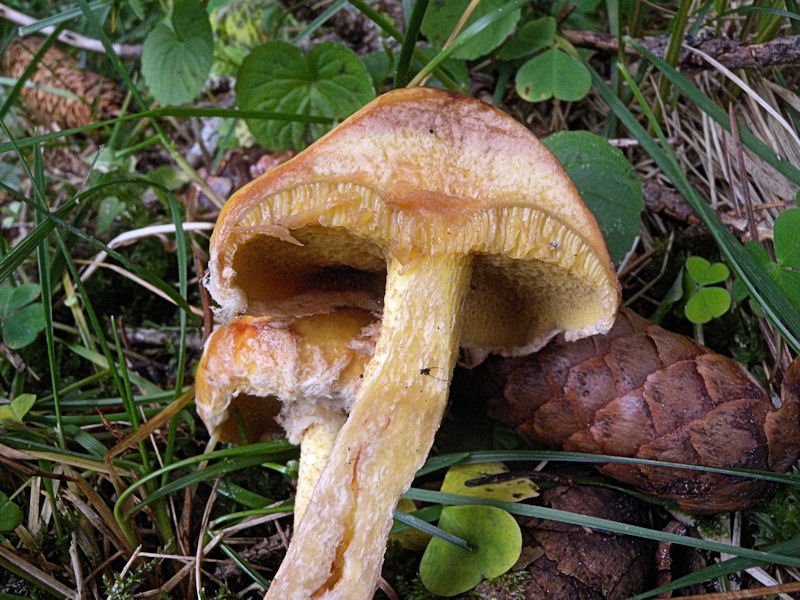 Per chi si vuol divertire!