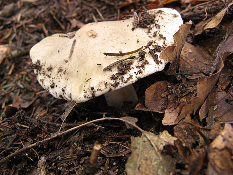 Per chi si vuol divertire!