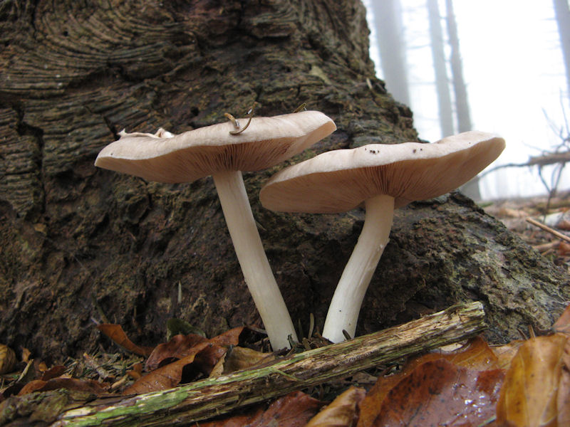 Per chi si vuol divertire!