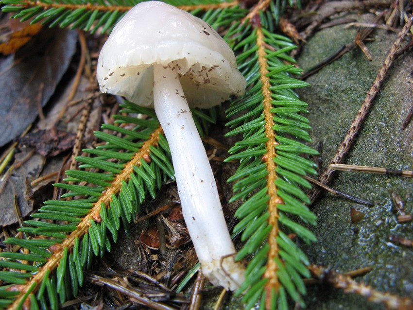 Per chi si vuol divertire!