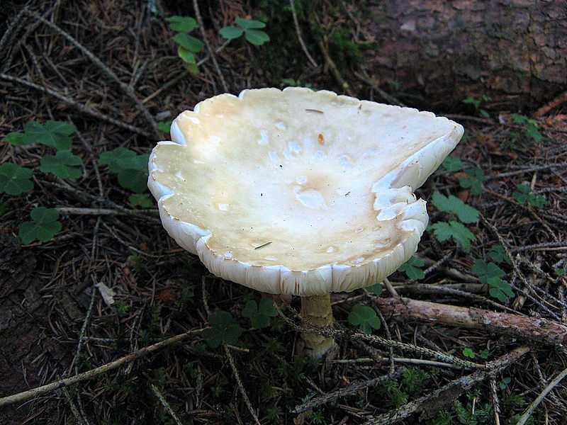 Per chi si vuol divertire!