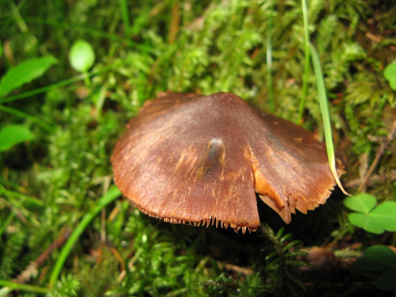 Per chi si vuol divertire!