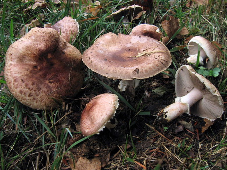 Per chi si vuol divertire!