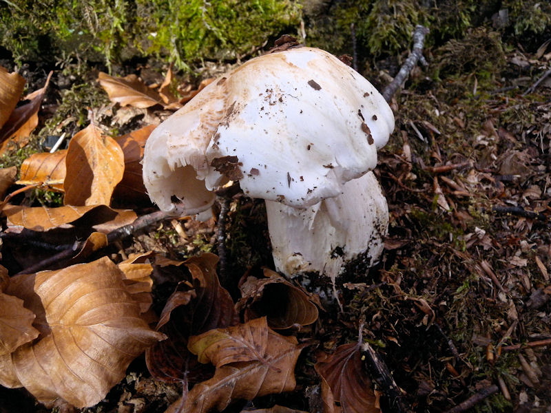 Tricholoma?
