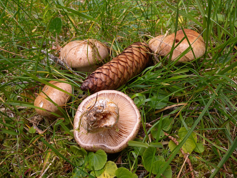 Per chi si vuol divertire!