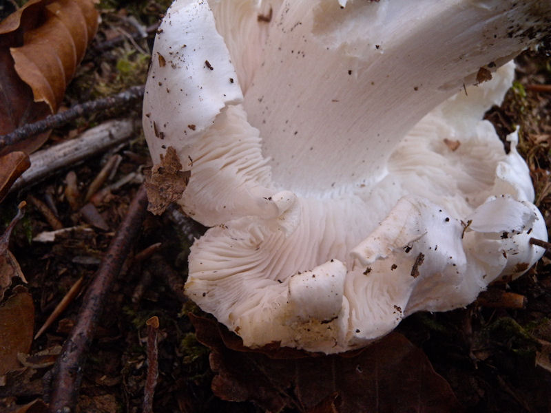 Tricholoma?
