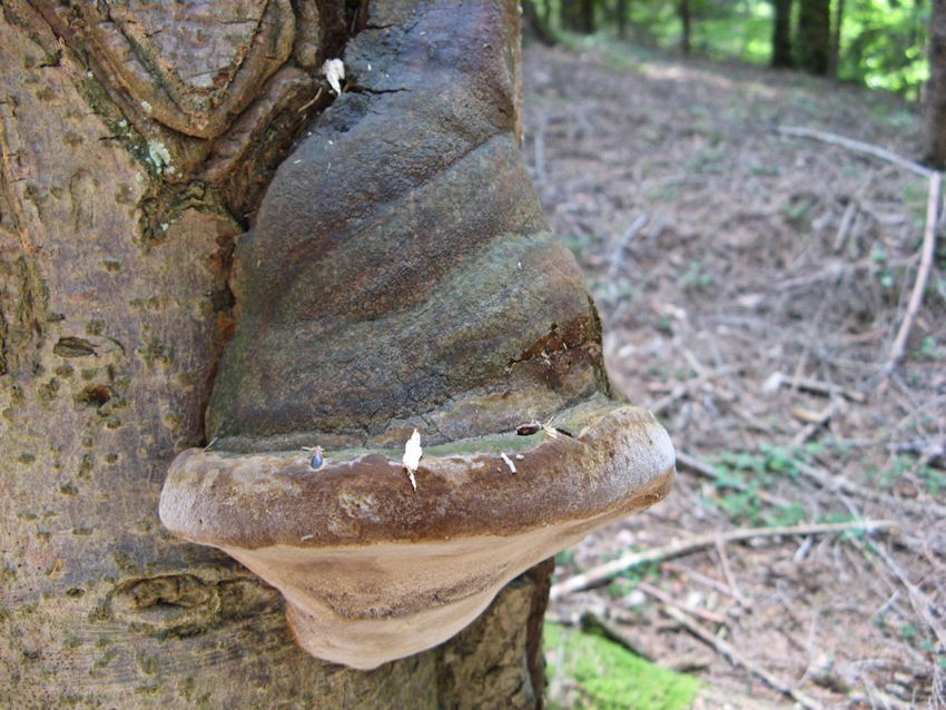 Per chi si vuol divertire!