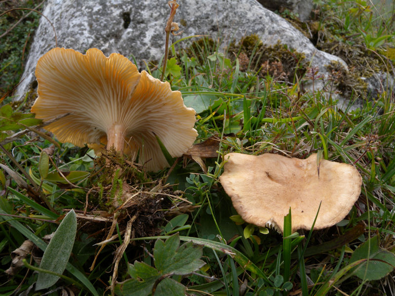 Per chi si vuol divertire!